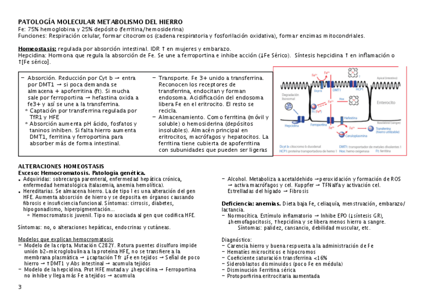 Miniatura del documento metabolismo-hierro.pdf