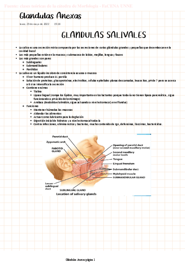Miniatura del documento MORFO-Glandulas-Anexas.pdf