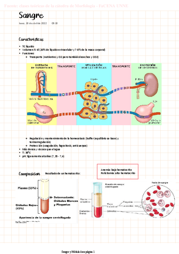 Miniatura del documento MORFO-Sangre.pdf