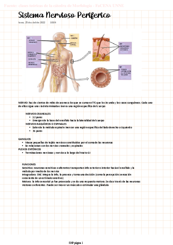 Miniatura del documento MORFO-Sistema-Nervioso-Periferico.pdf