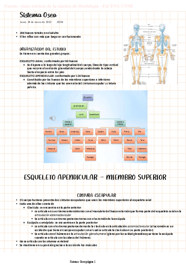 Miniatura del documento MORFO-Sistema-Oseo.pdf
