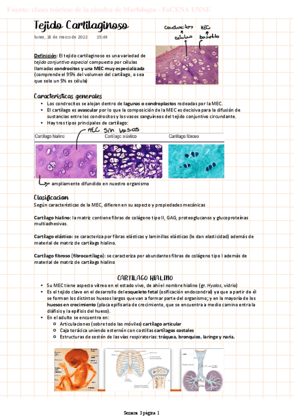 Miniatura del documento MORFO-Tejido-Cartilaginoso.pdf
