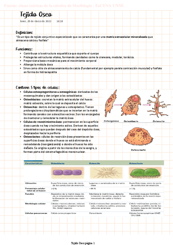 Miniatura del documento MORFO-Tejido-Oseo.pdf