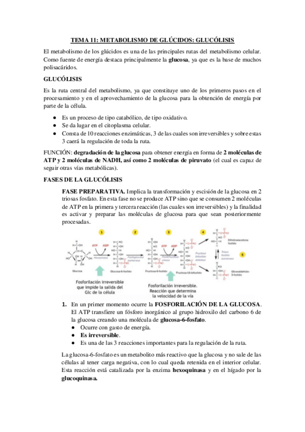 Miniatura del documento TEMA-11-parte-1-METABOLISMO-DE-GLUCIDOS.pdf