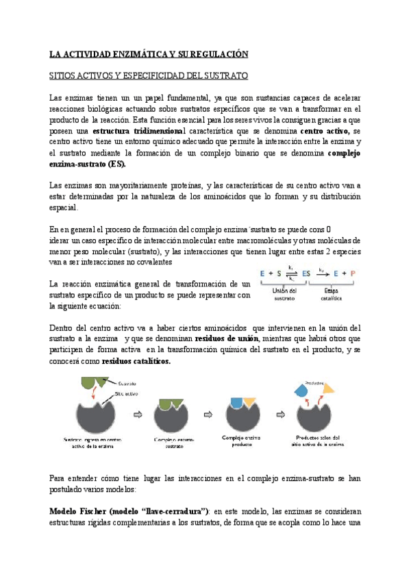 Miniatura del documento TEMA-8-ENZIMAS-2.pdf