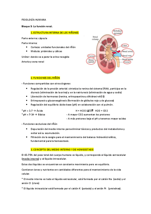 Miniatura del documento Apuntes 3º parcial FH Wuolah.pdf