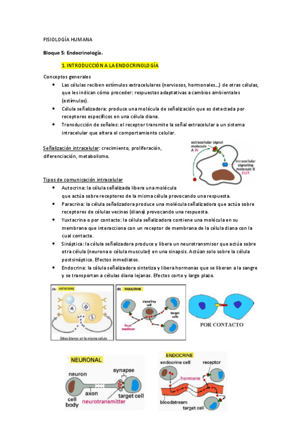 Miniatura del documento Apuntes 4º parcial FH Wuolah.pdf