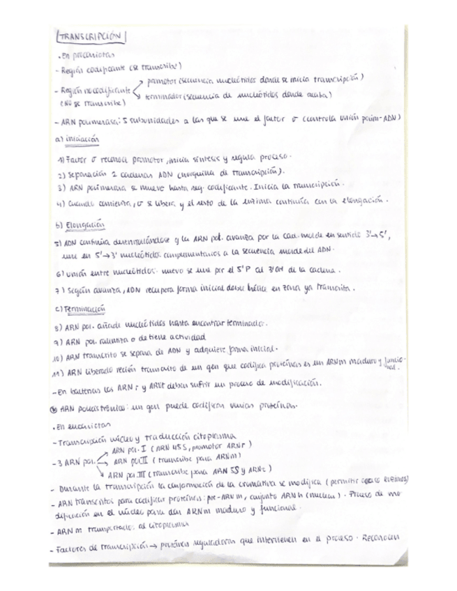 Miniatura del documento Transcripcion-y-traduccion-.pdf