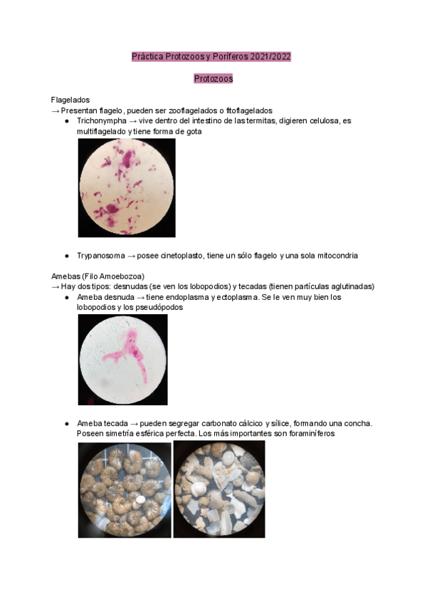 Miniatura del documento Resumen-de-todas-las-practicas-zoologia-2022.pdf