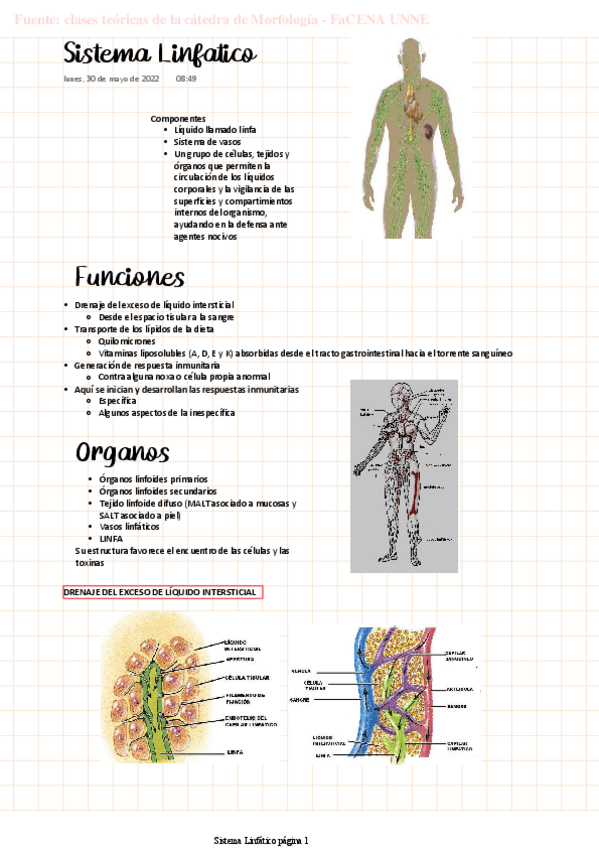 Miniatura del documento MORFO-Sistema-Linfatico.pdf