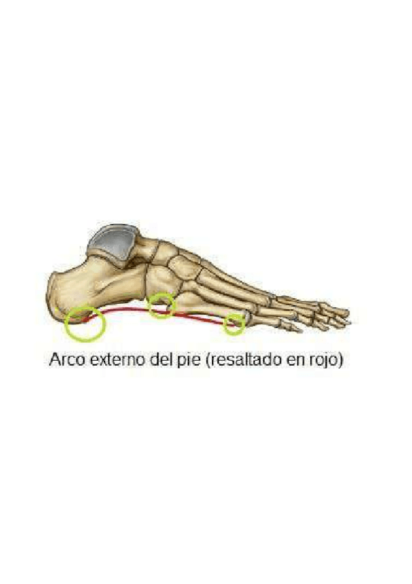 Miniatura del documento Anatomia.pdf