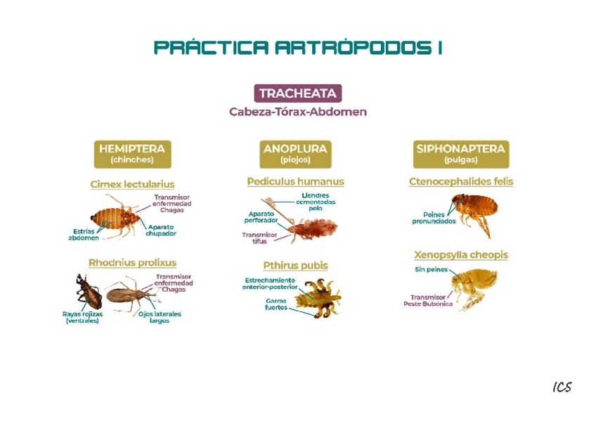Miniatura del documento PRACTICAS-PARASITO.pdf