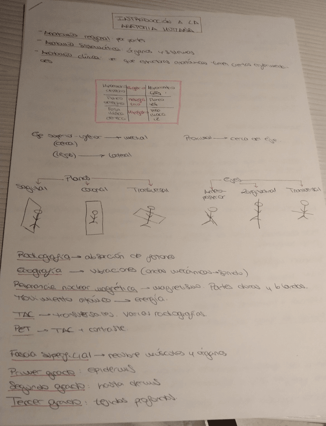 Miniatura del documento Esquemas-Anatomia-COMPLETO.pdf