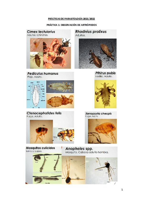 Miniatura del documento PRACTICAS-DE-PARASITOLOGIA-2021-2022.pdf