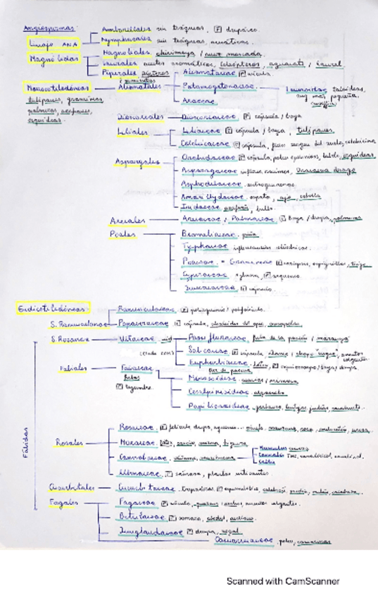 Miniatura del documento esquema-angiospermas.pdf