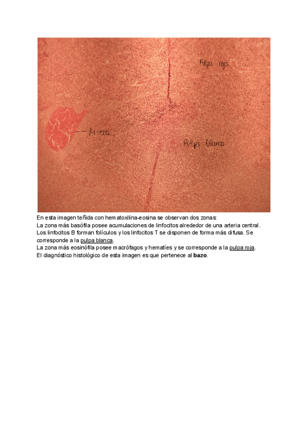 Miniatura del documento Imagenes-practico-histologia.pdf