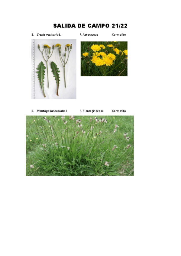 Miniatura del documento Visubotanica.pdf