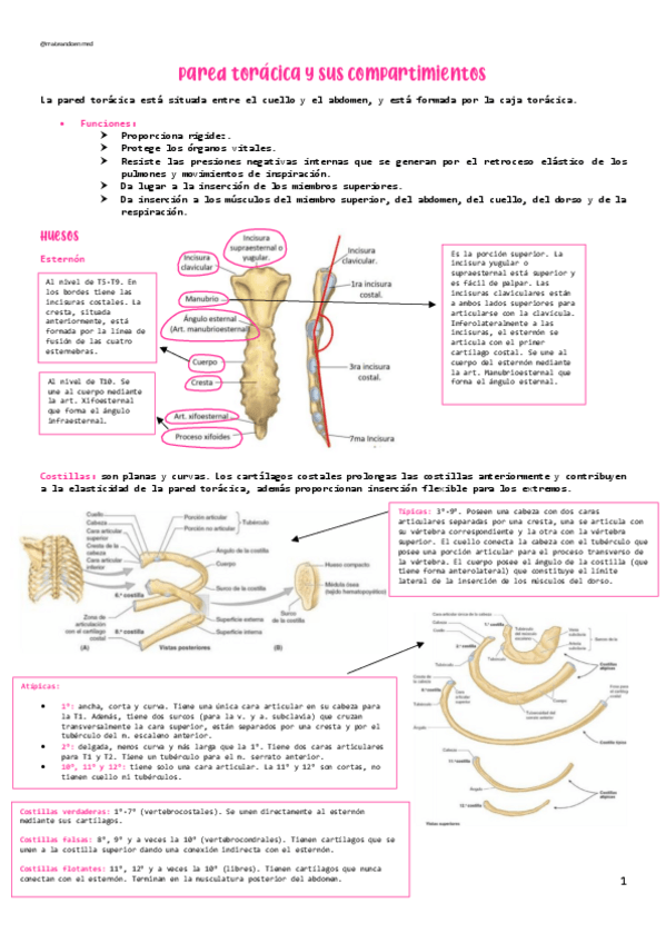 Miniatura del documento PARED-TORACICA.pdf