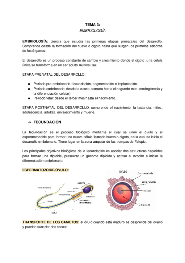 Miniatura del documento T3-Embriologia.docx