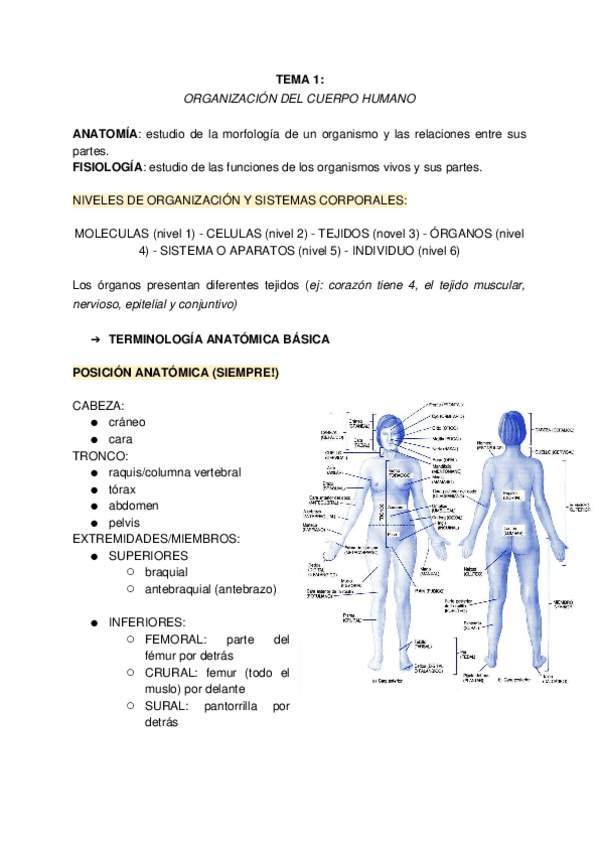 Miniatura del documento T1-Organizacion-del-cuerpo-humano.docx
