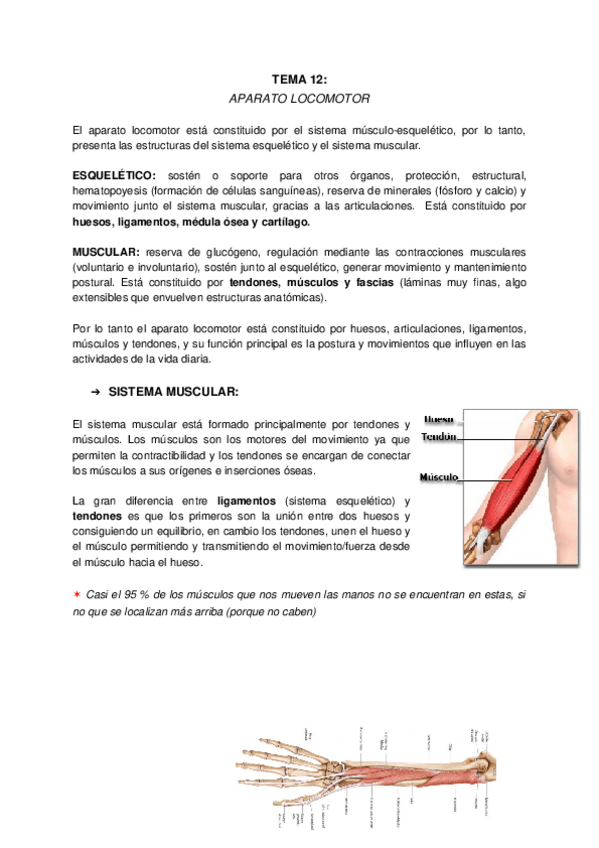 Miniatura del documento T12-Aparato-locomotor.docx