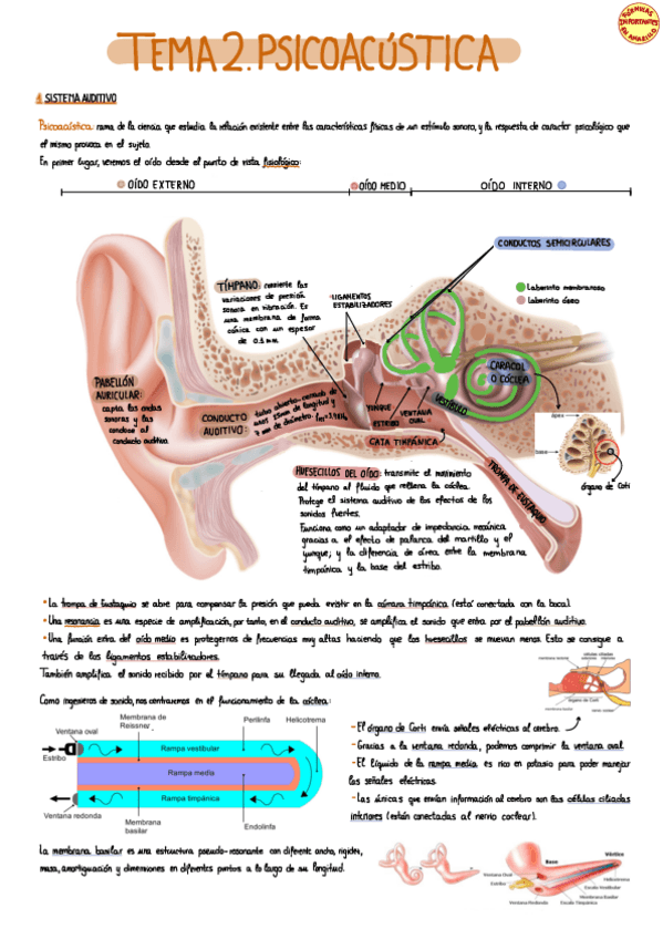Miniatura del documento Tema-2-Psicoacustica-.pdf