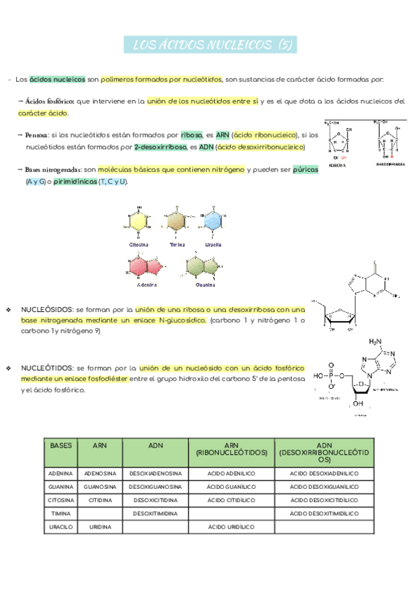 Miniatura del documento T5-Y-14-LOS-ACIDOS-NUCLEICOS-.pdf