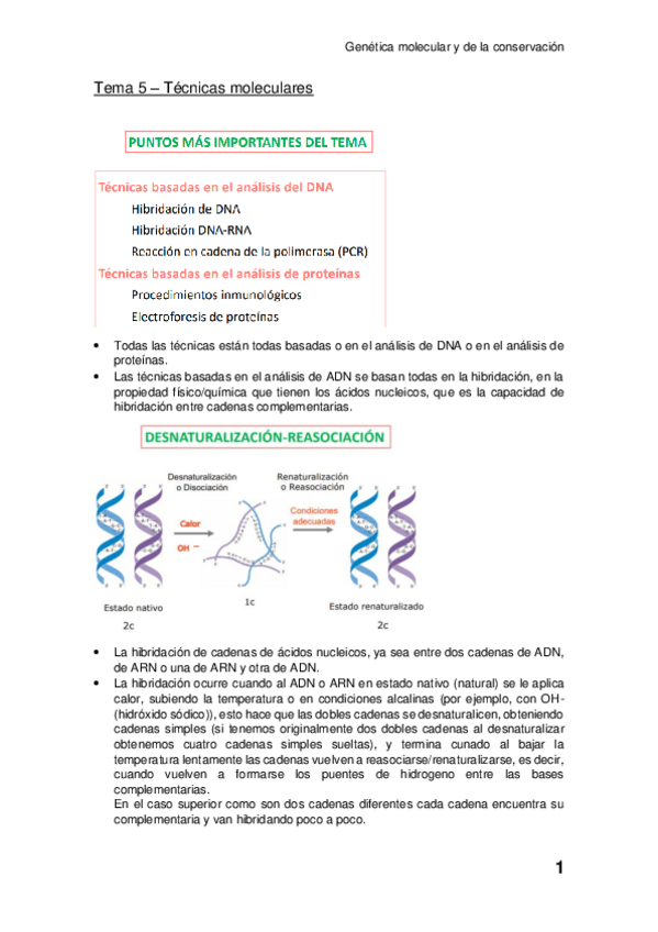 Miniatura del documento Tema-5-Tecnicas-moleculares.pdf