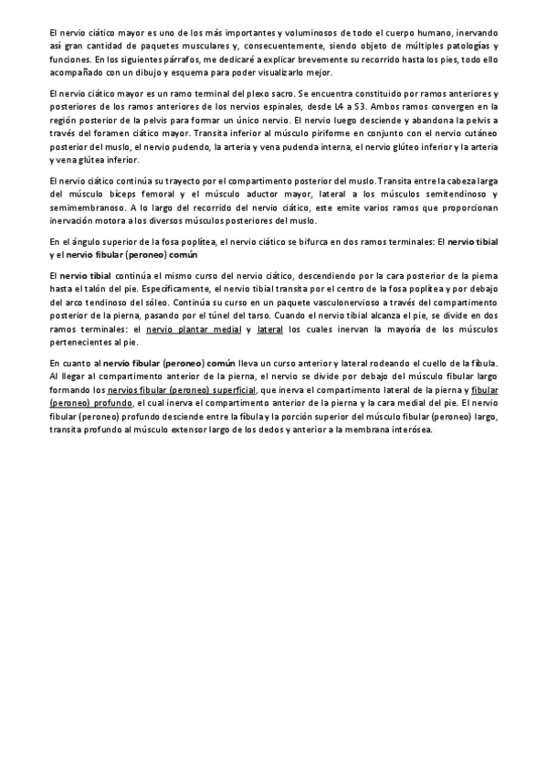 Miniatura del documento EL-NERVIO-CIATICO-MAYOR.pdf