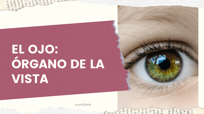 Miniatura del documento El-ojo-organo-de-la-vista.pdf