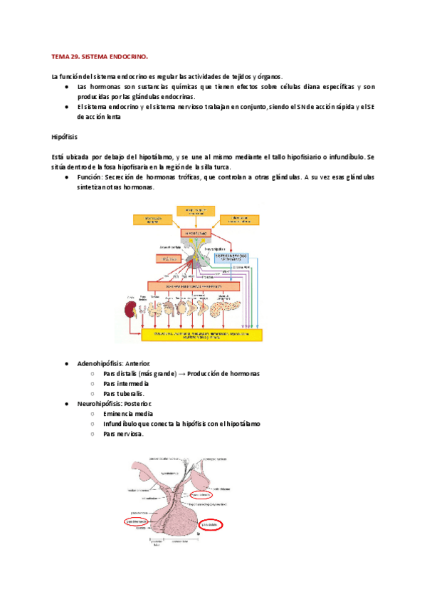 Miniatura del documento TEMA-29-BIO.pdf