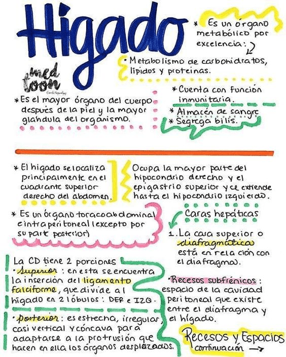 Miniatura del documento el-higado.jpg