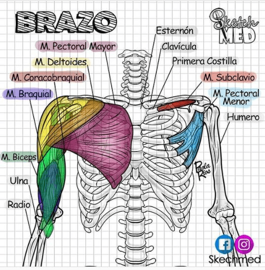 Miniatura del documento el-brazo.jpg