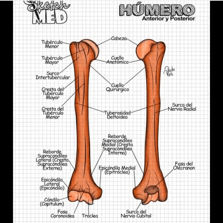 Miniatura del documento el-humero.jpg