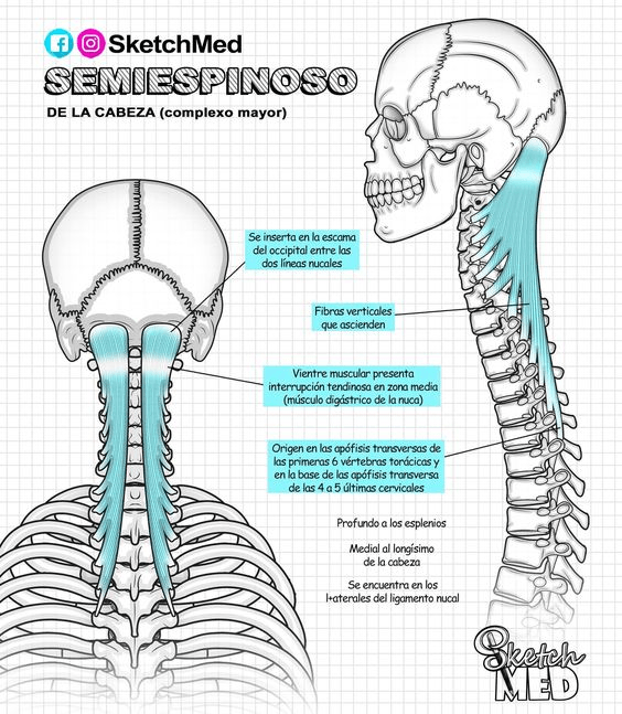 Miniatura del documento el-semiespinoso.jpg