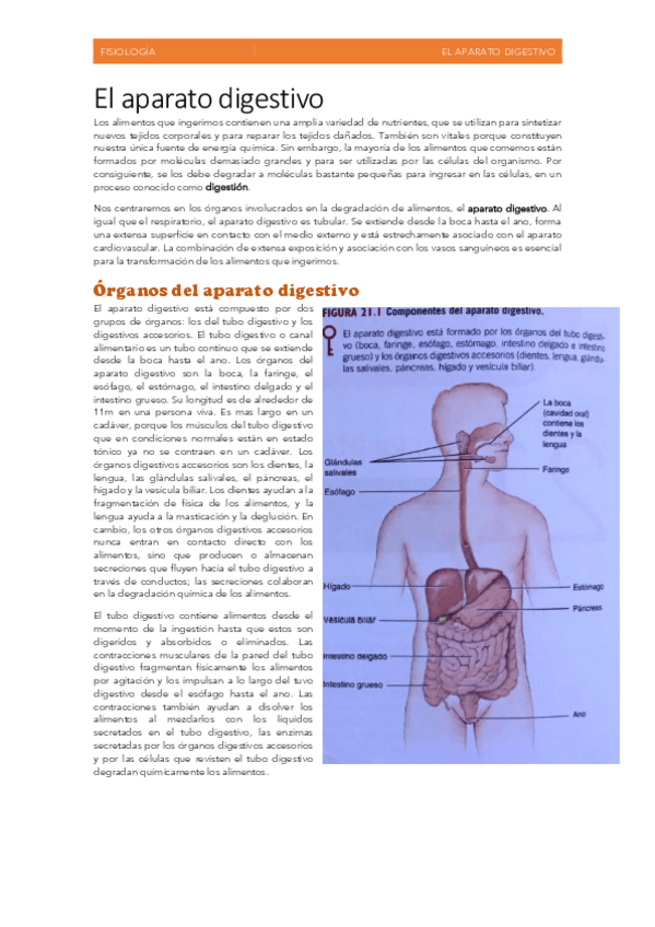 Miniatura del documento El-aparato-digestivo.pdf