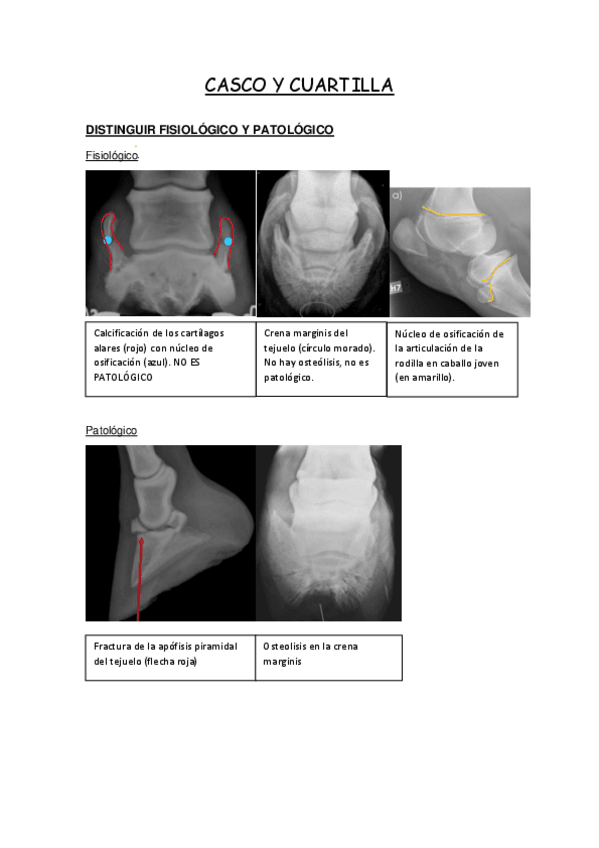 Miniatura del documento RADIOLOGIA-EXTREMIDADES-EQUIDOS.pdf
