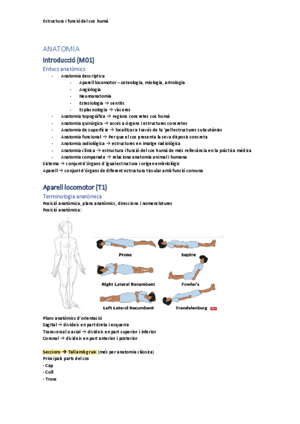 Miniatura del documento Apunts-anatomia-I-MMSS.pdf