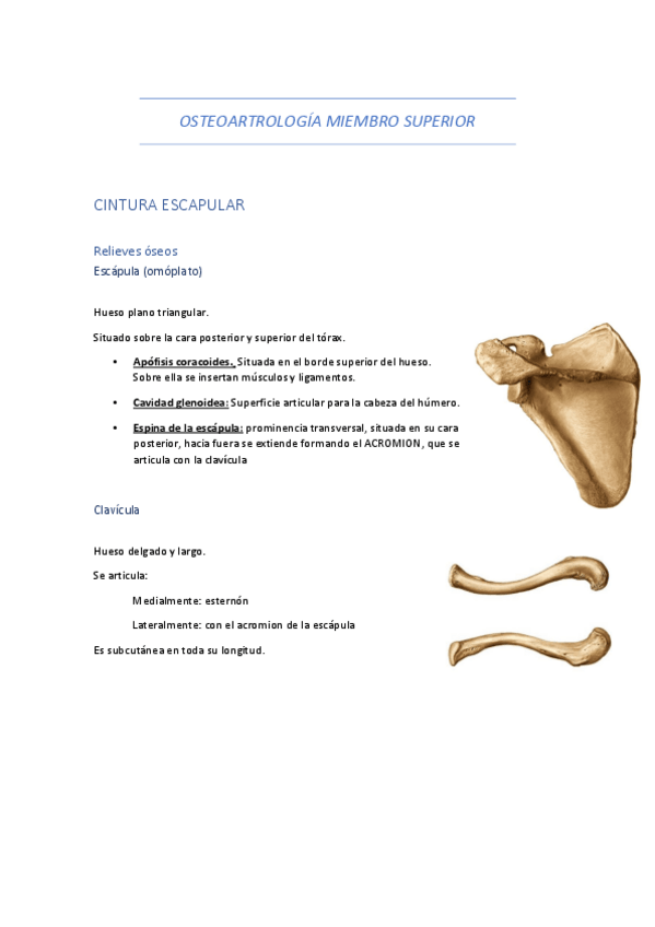 Miniatura del documento MIEMBRO-SUPERIOR-COMPLETO.pdf