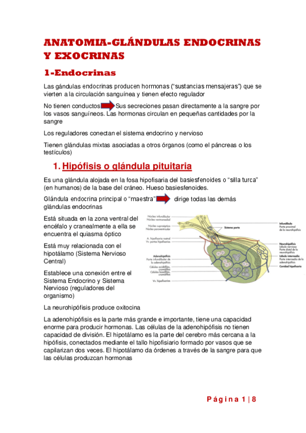 Miniatura del documento Glandulas-exocrinas-y-endocrinas.pdf