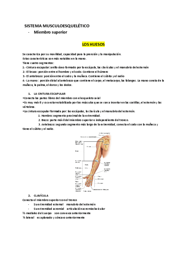 Miniatura del documento Miembro-superior.pdf