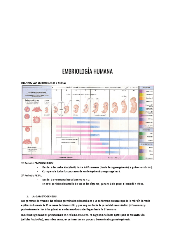 Miniatura del documento Embriologia-humana.pdf