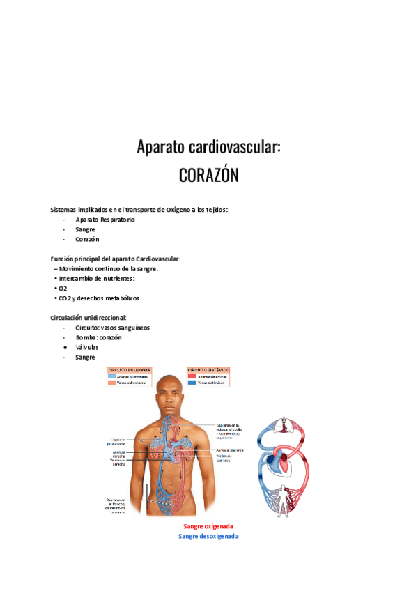 Miniatura del documento Aparato-cardiovascular-CORAZON.pdf
