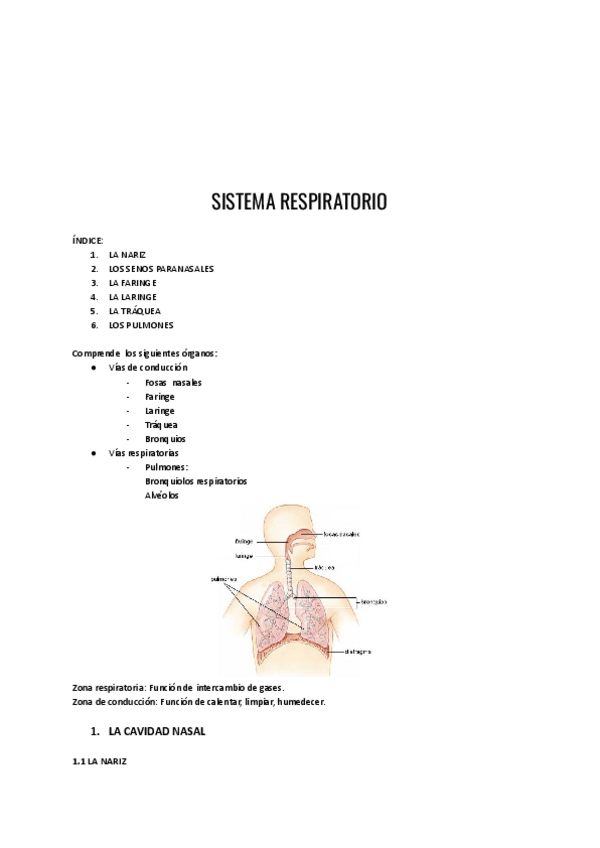 Miniatura del documento Sistema-respiratorio.pdf
