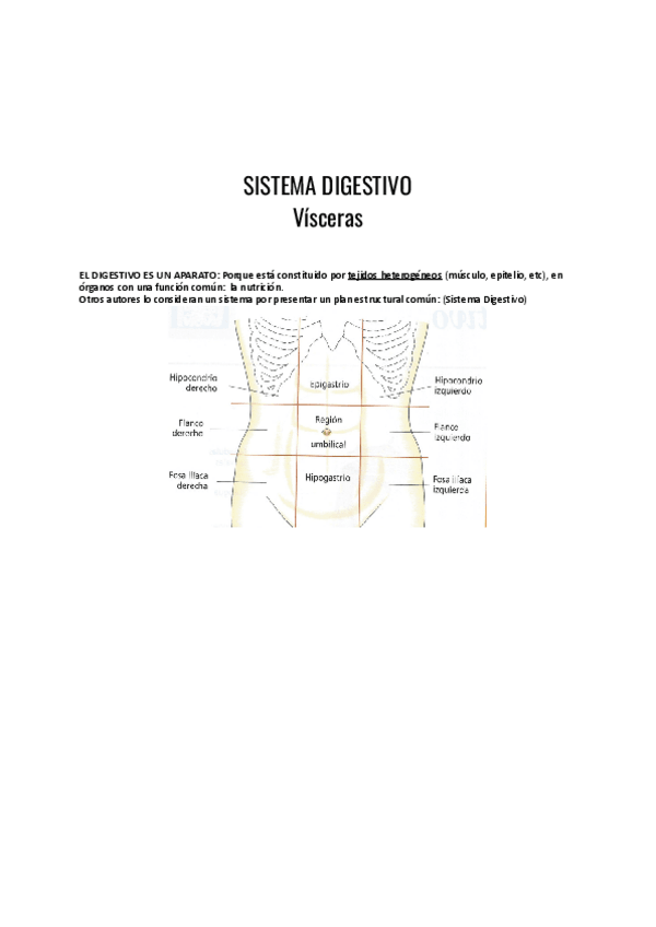 Miniatura del documento Sistema-digestivo-VISCERAS.pdf