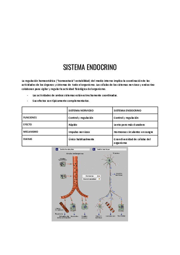 Miniatura del documento Sistema-endocrino.pdf