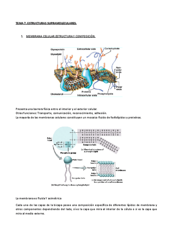 Miniatura del documento TEMA-7.pdf