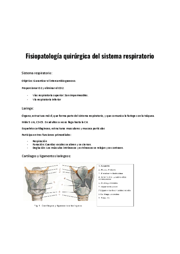 Miniatura del documento Sistema-Respiratorio.pdf