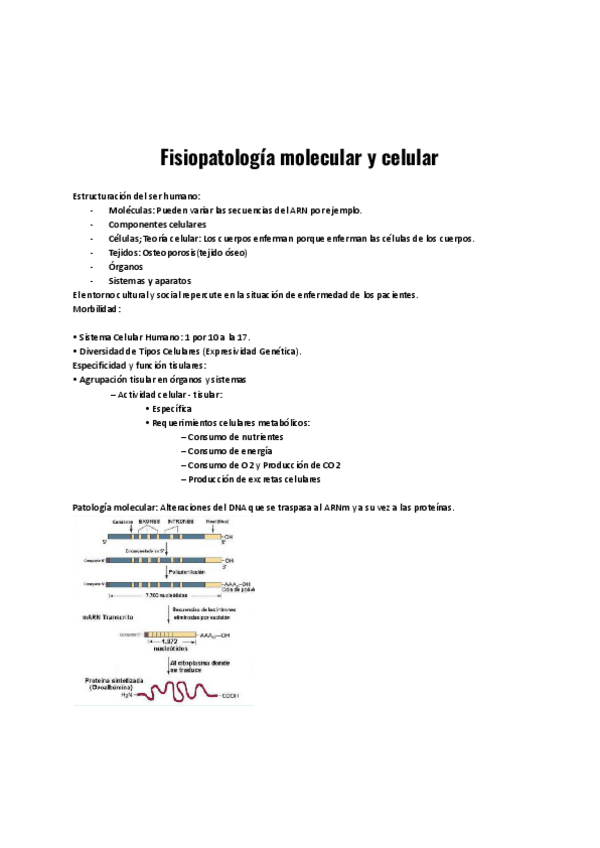 Miniatura del documento Fisiopatologia-molecular-y-celular.pdf