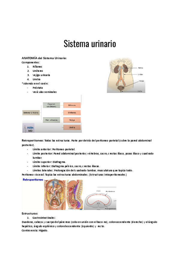 Miniatura del documento Sistema-urinario.pdf